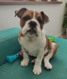 Ebro Iberis aka EDDIE